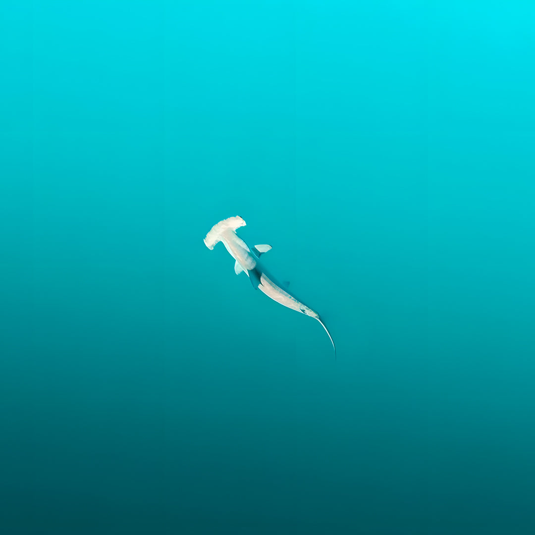 Shark Bay Scuba Diving Fun Dive