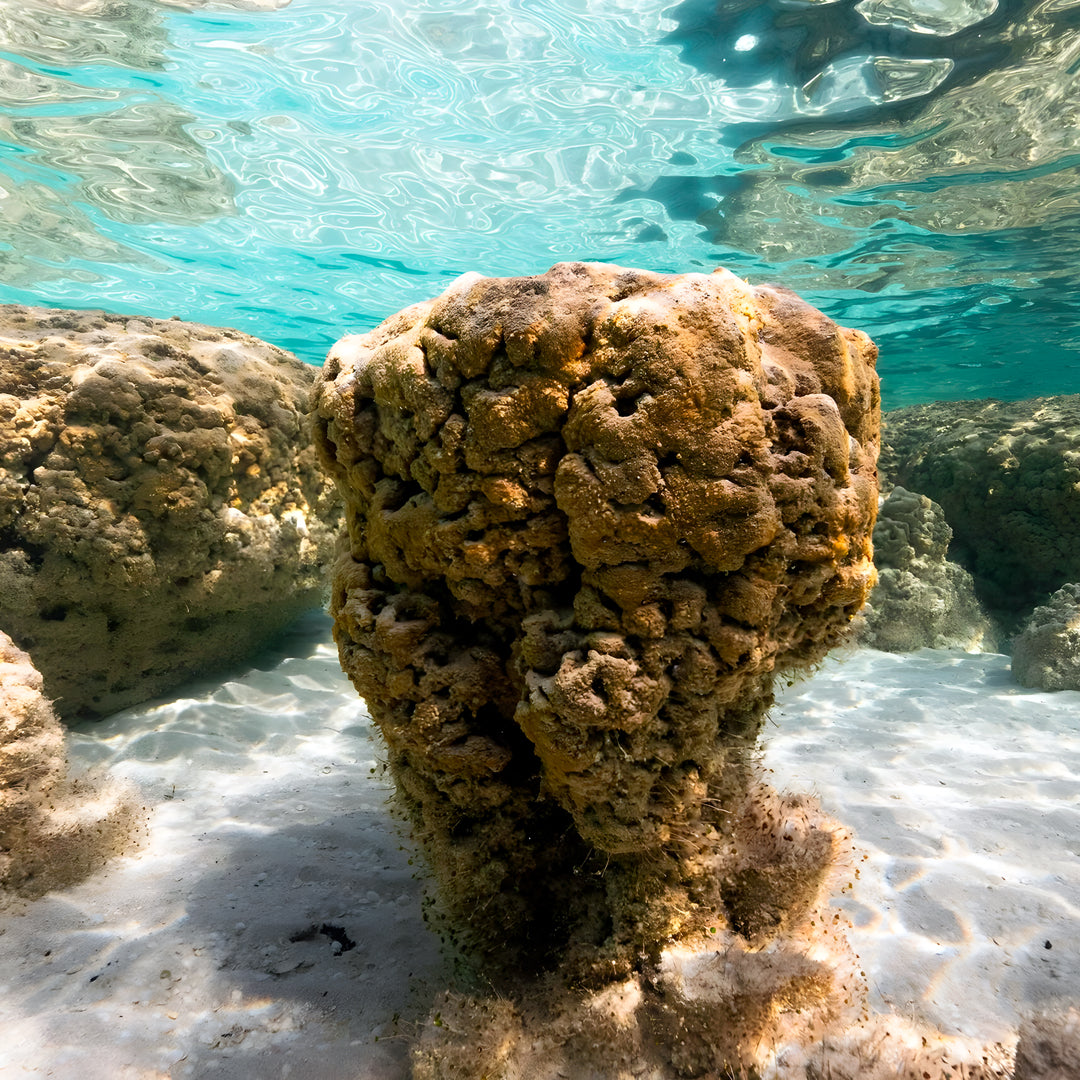 Shark Bay PADI Rescue Diver Course