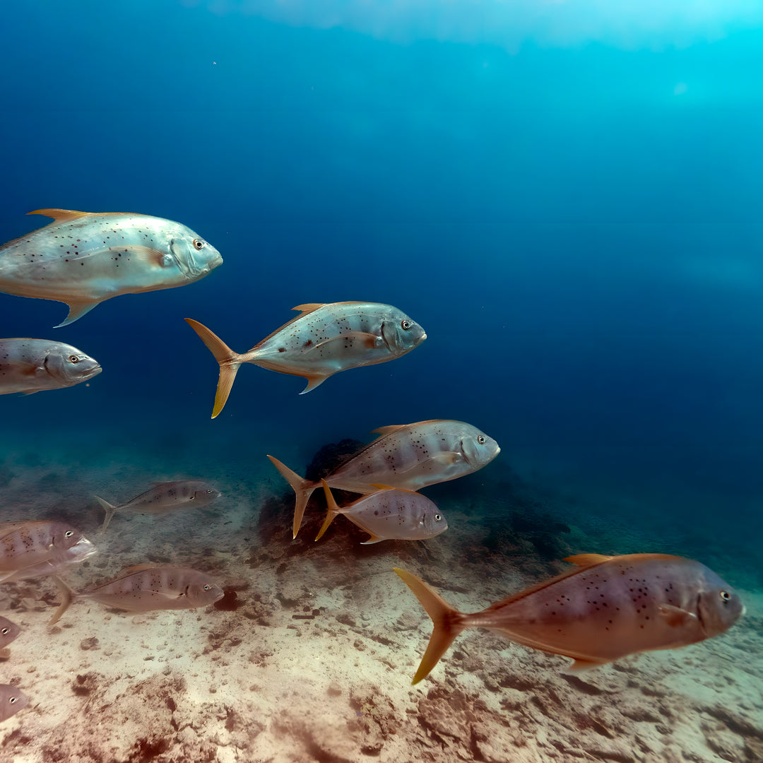 Shark Bay PADI Rescue Diver Course