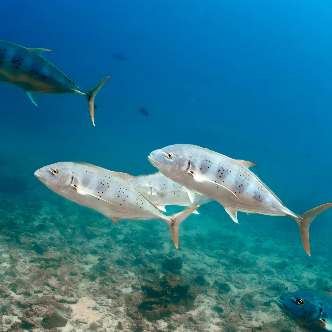 Shark Bay PADI Rescue Diver Course