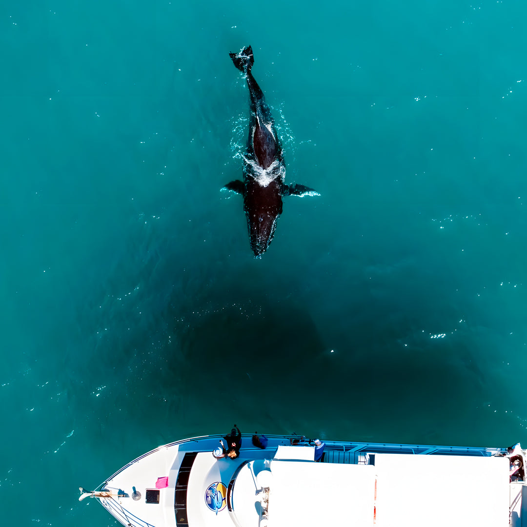 Shark Bay Scuba Diving Fun Dive