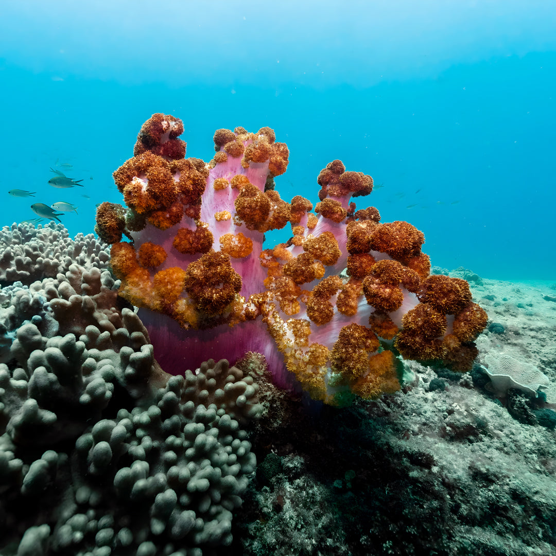 Shark Bay PADI Rescue Diver Course