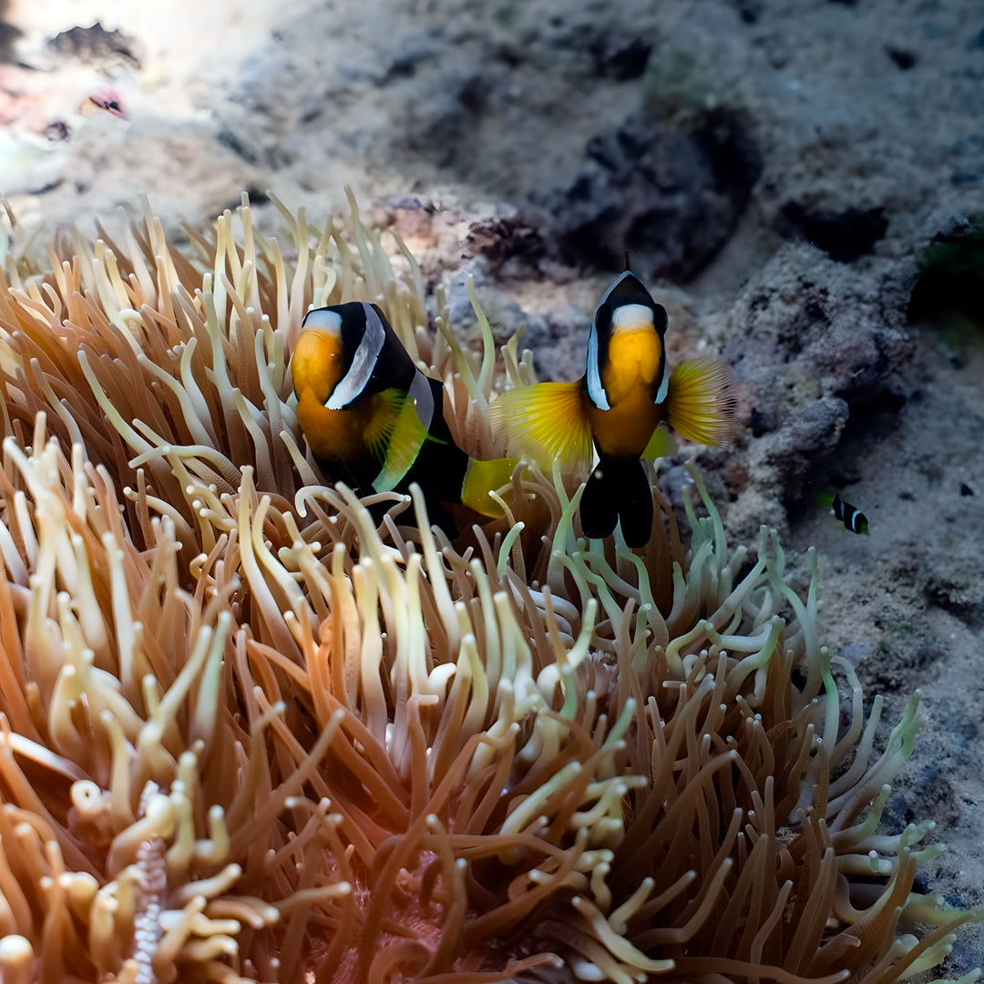 Shark Bay PADI Rescue Diver Course