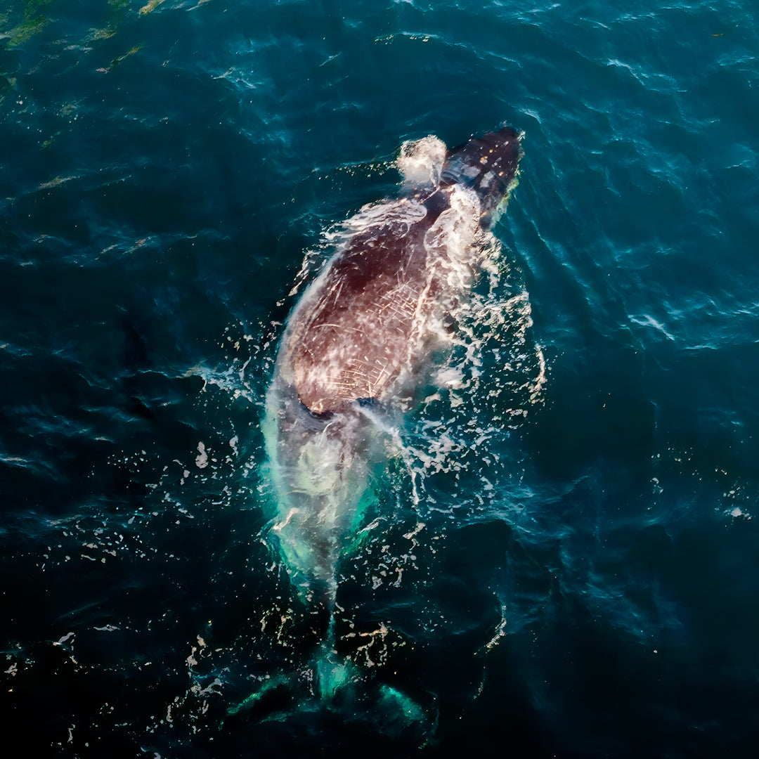 Shark Bay PADI Rescue Diver Course