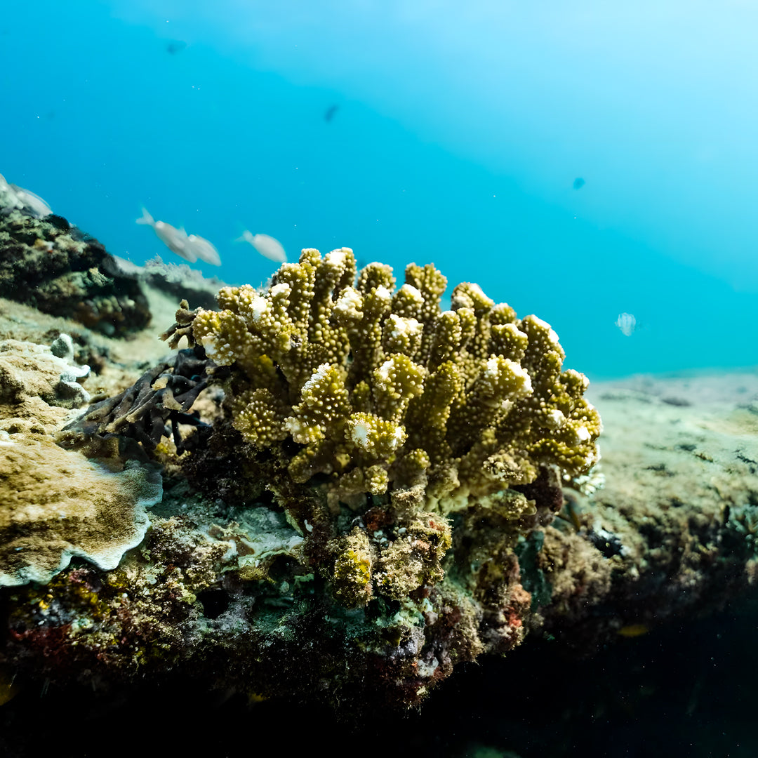 Shark Bay PADI Rescue Diver Course