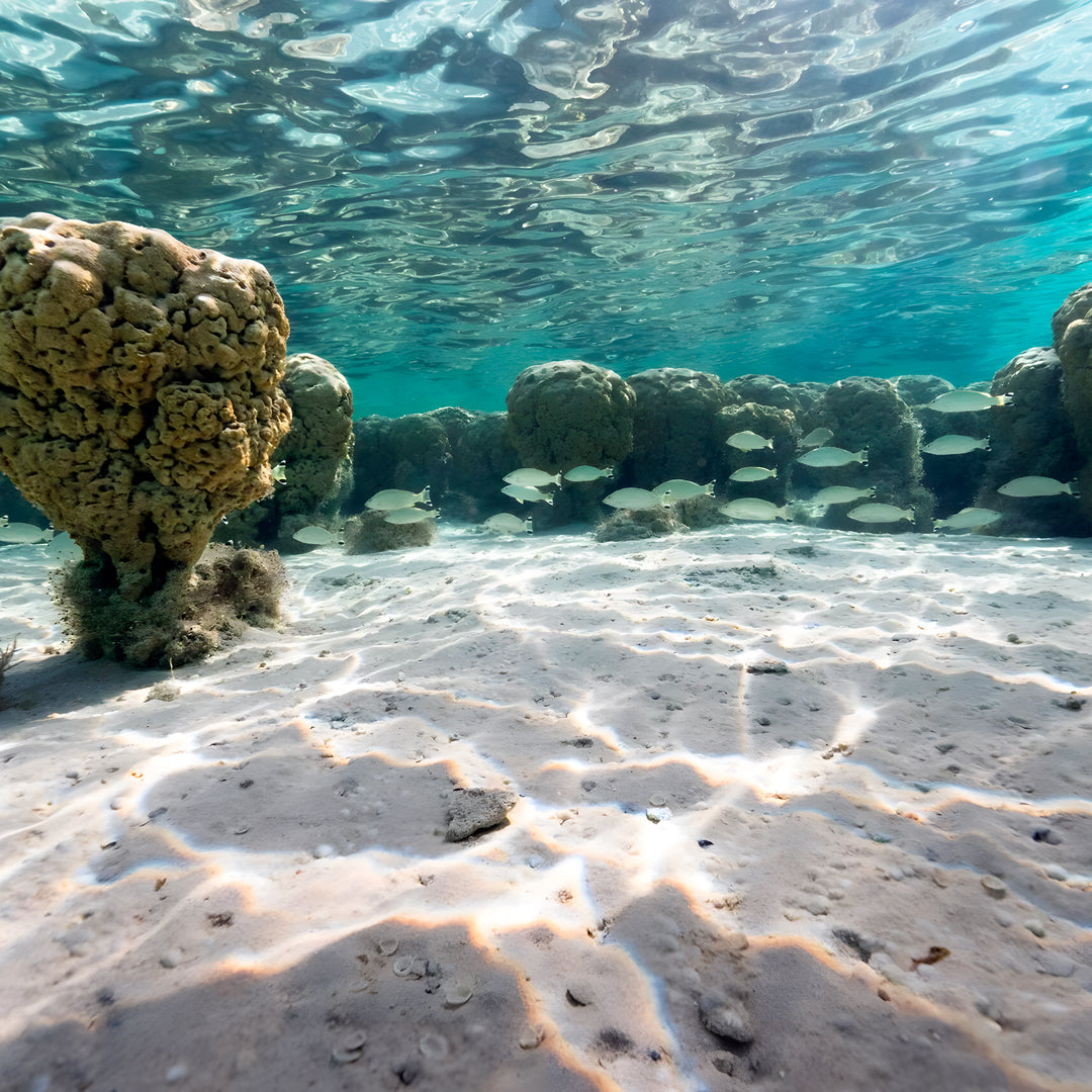 Shark Bay PADI Rescue Diver Course