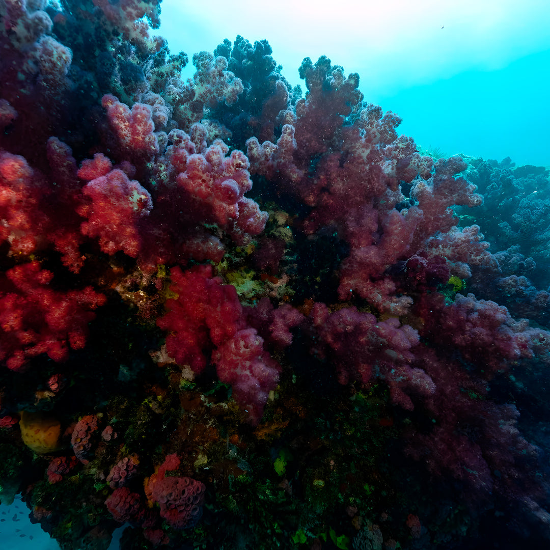 Shark Bay Scuba Diving Fun Dive