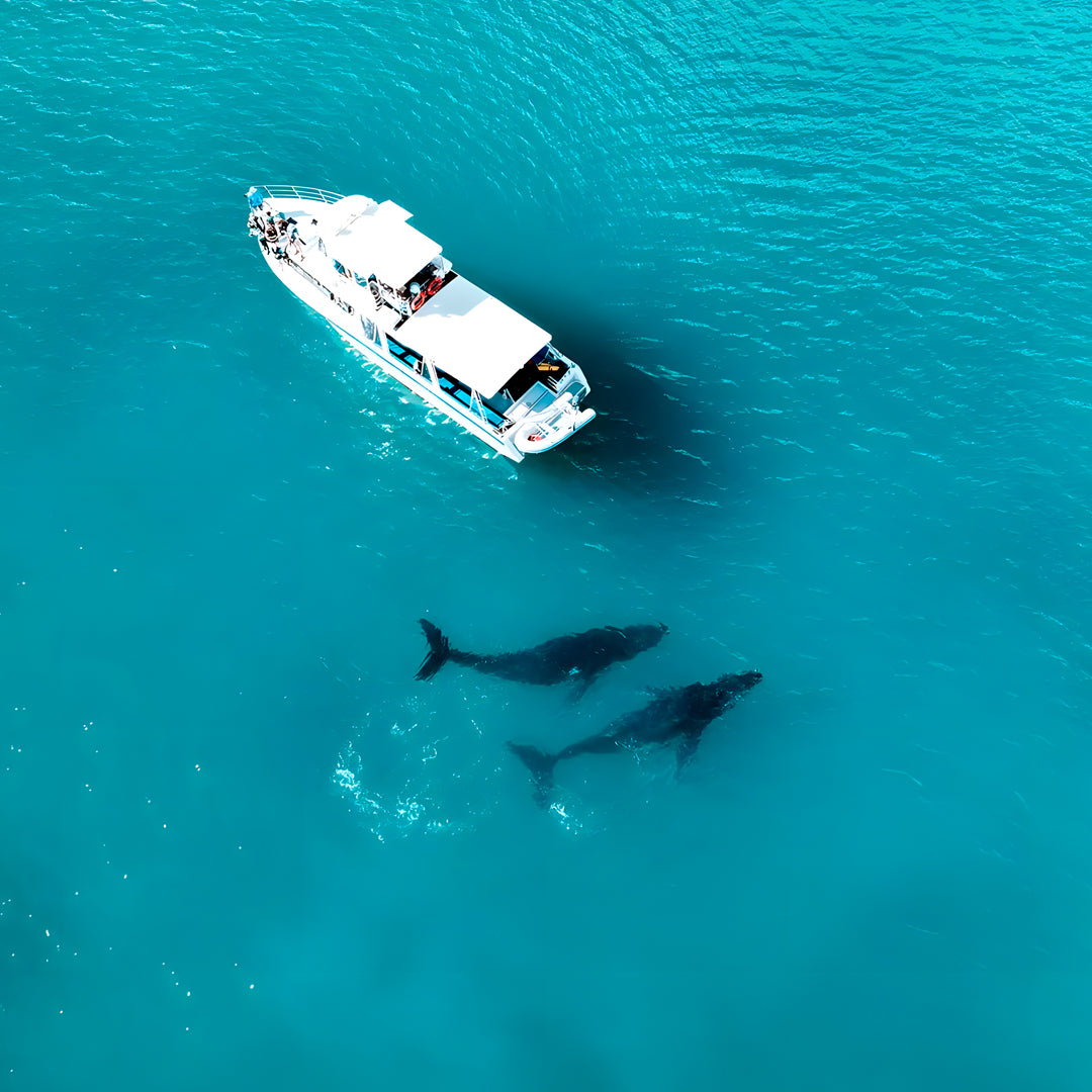 Shark Bay PADI Rescue Diver Course