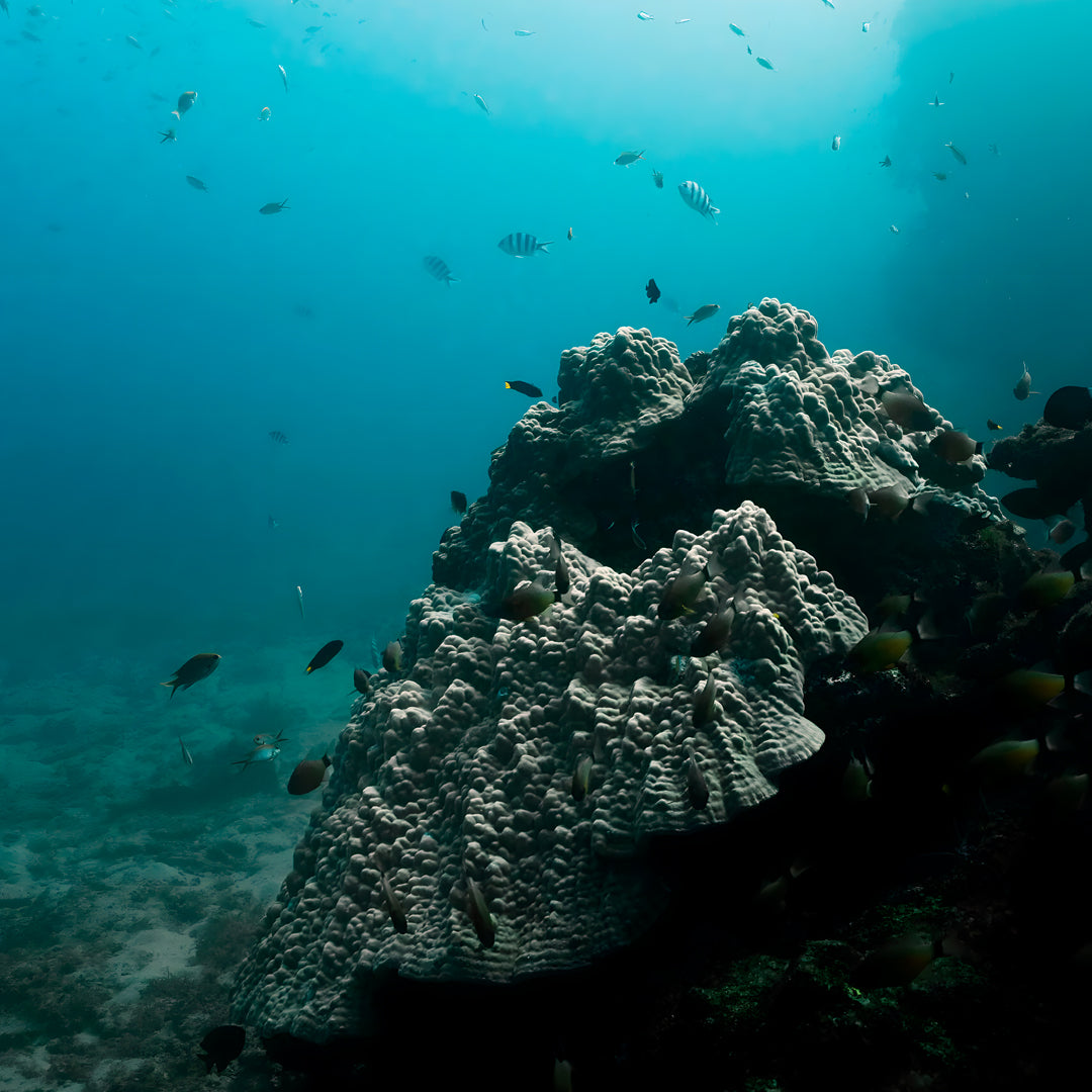 Shark Bay Scuba Diving Fun Dive