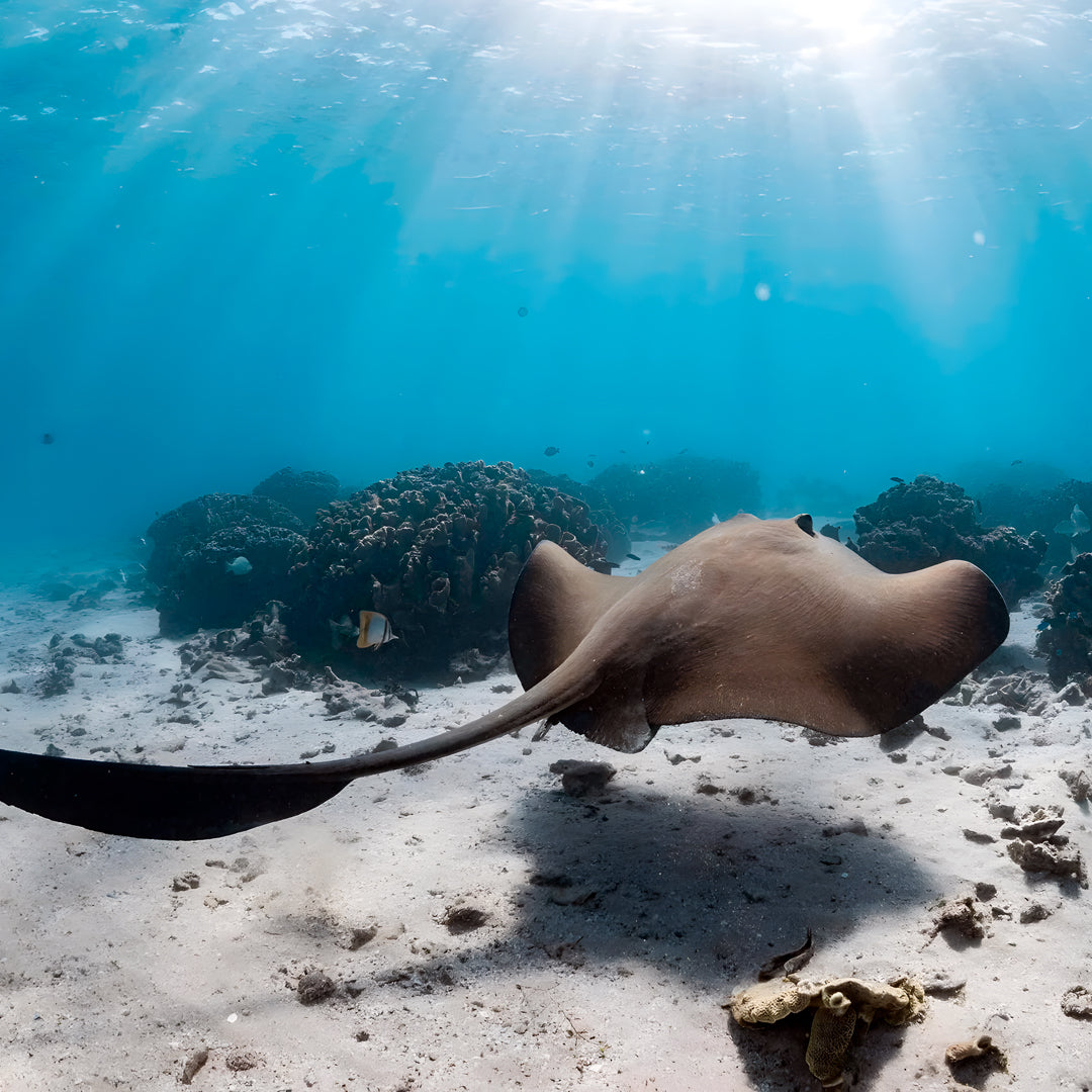 Shark Bay Scuba Diving Fun Dive