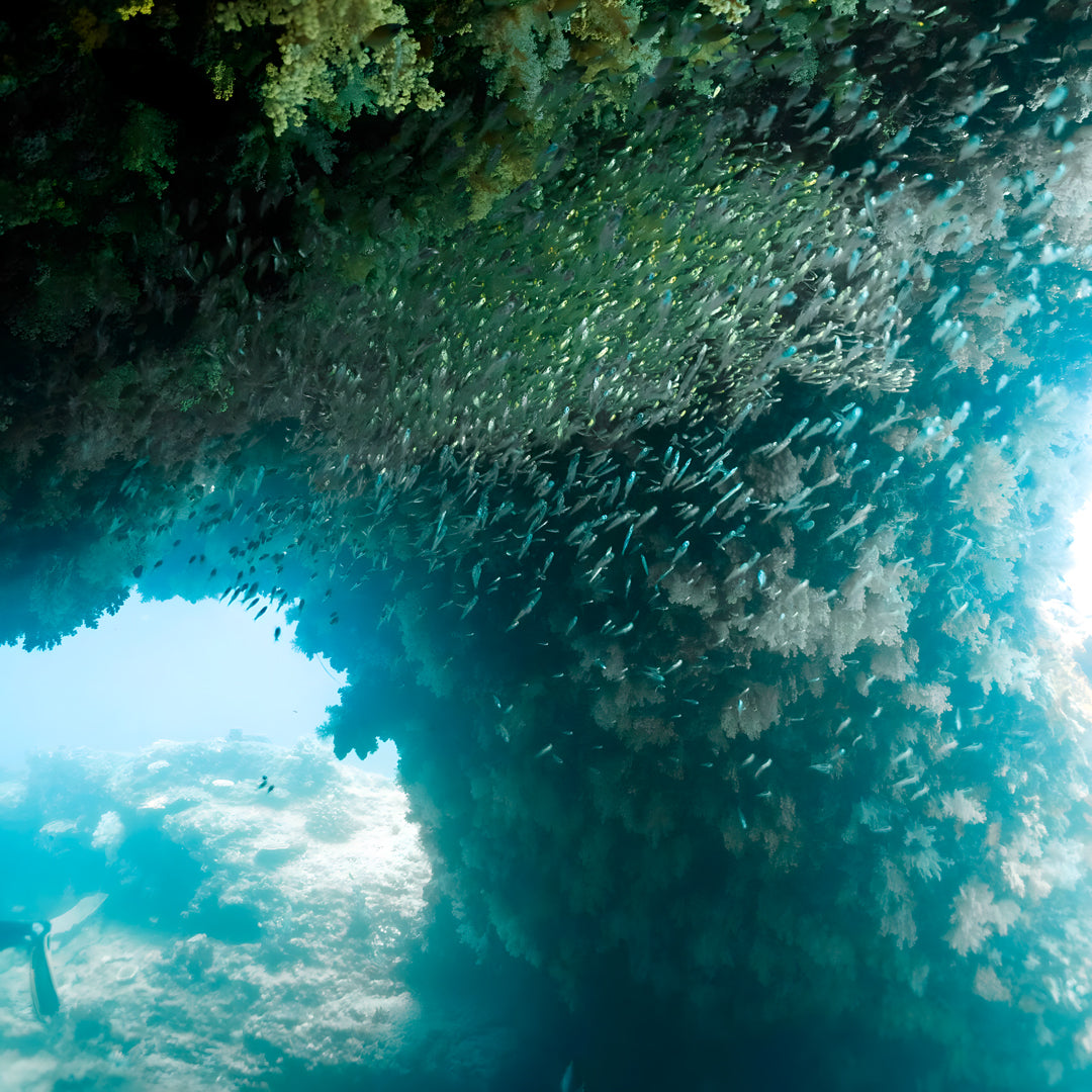 Shark Bay Scuba Diving Fun Dive