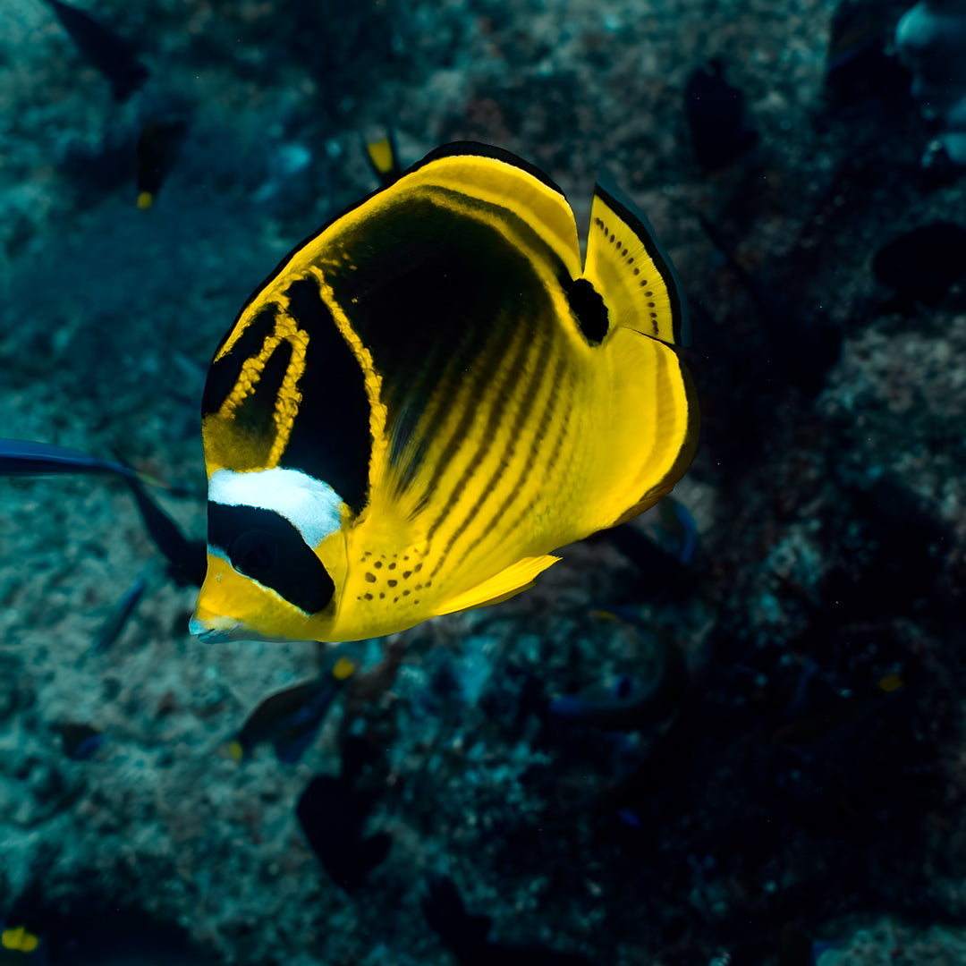 Shark Bay Scuba Diving Fun Dive