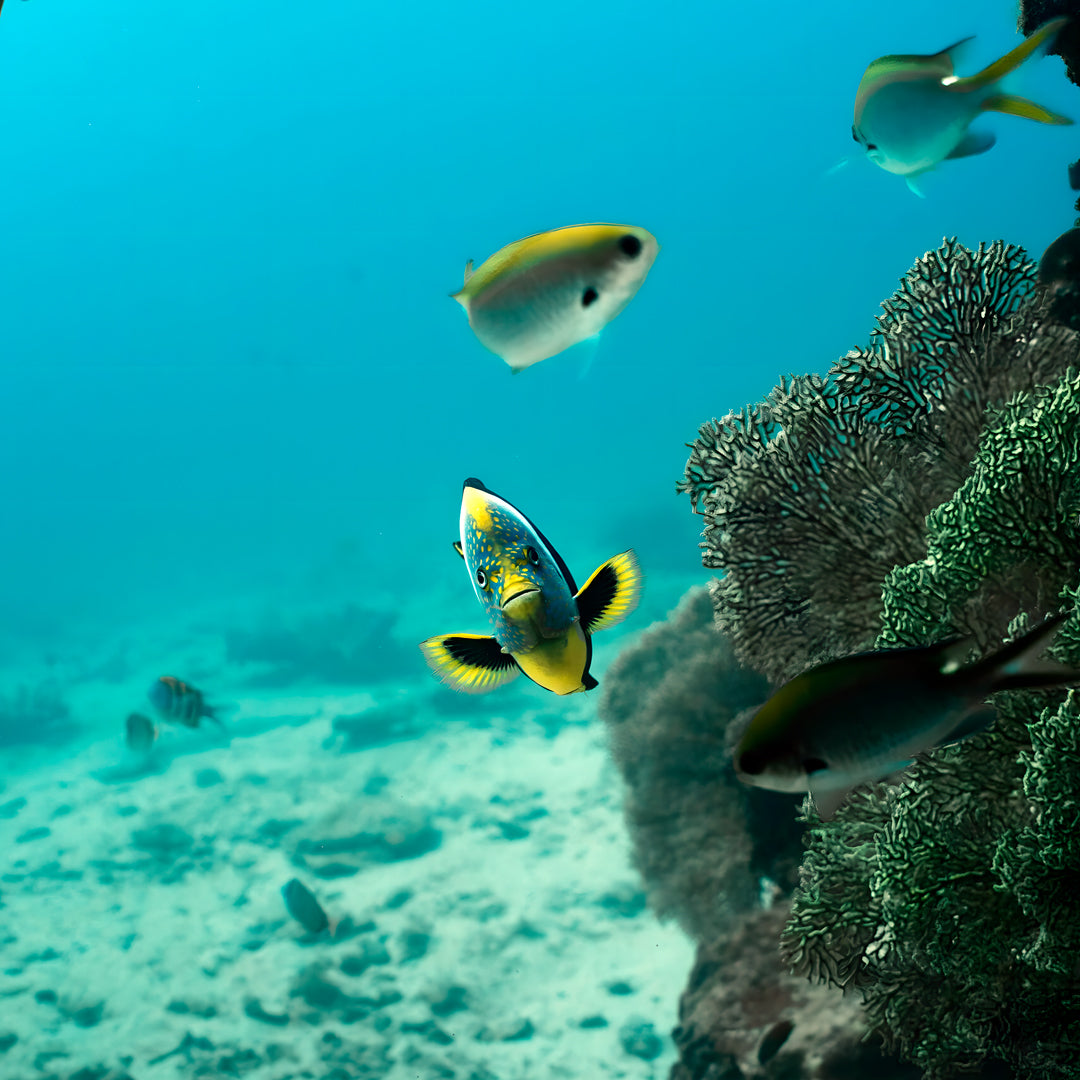 Shark Bay Scuba Diving Fun Dive
