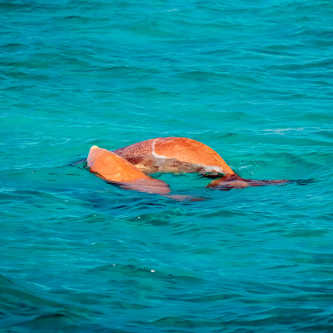 Shark Bay PADI Open Water Diver Course