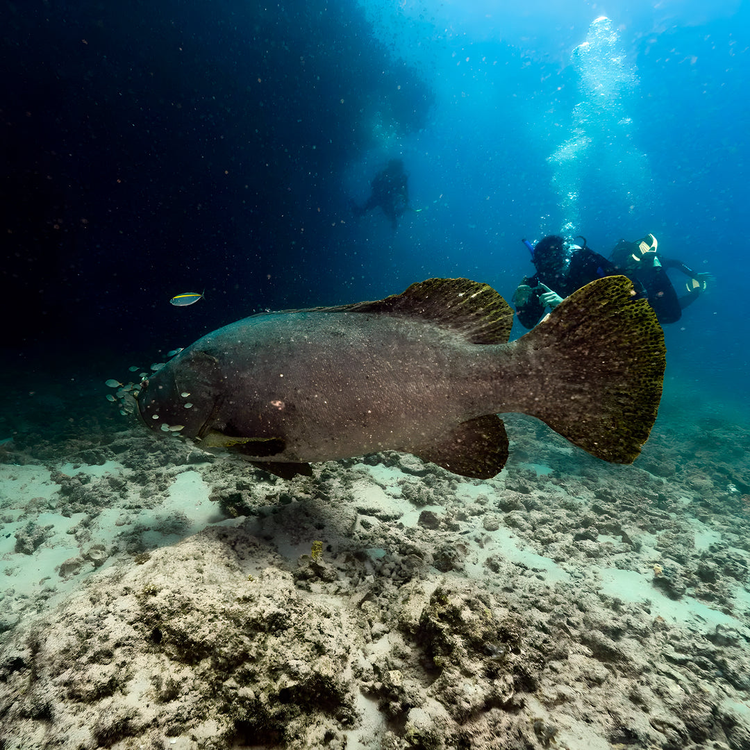 Shark Bay Scuba Diving Fun Dive