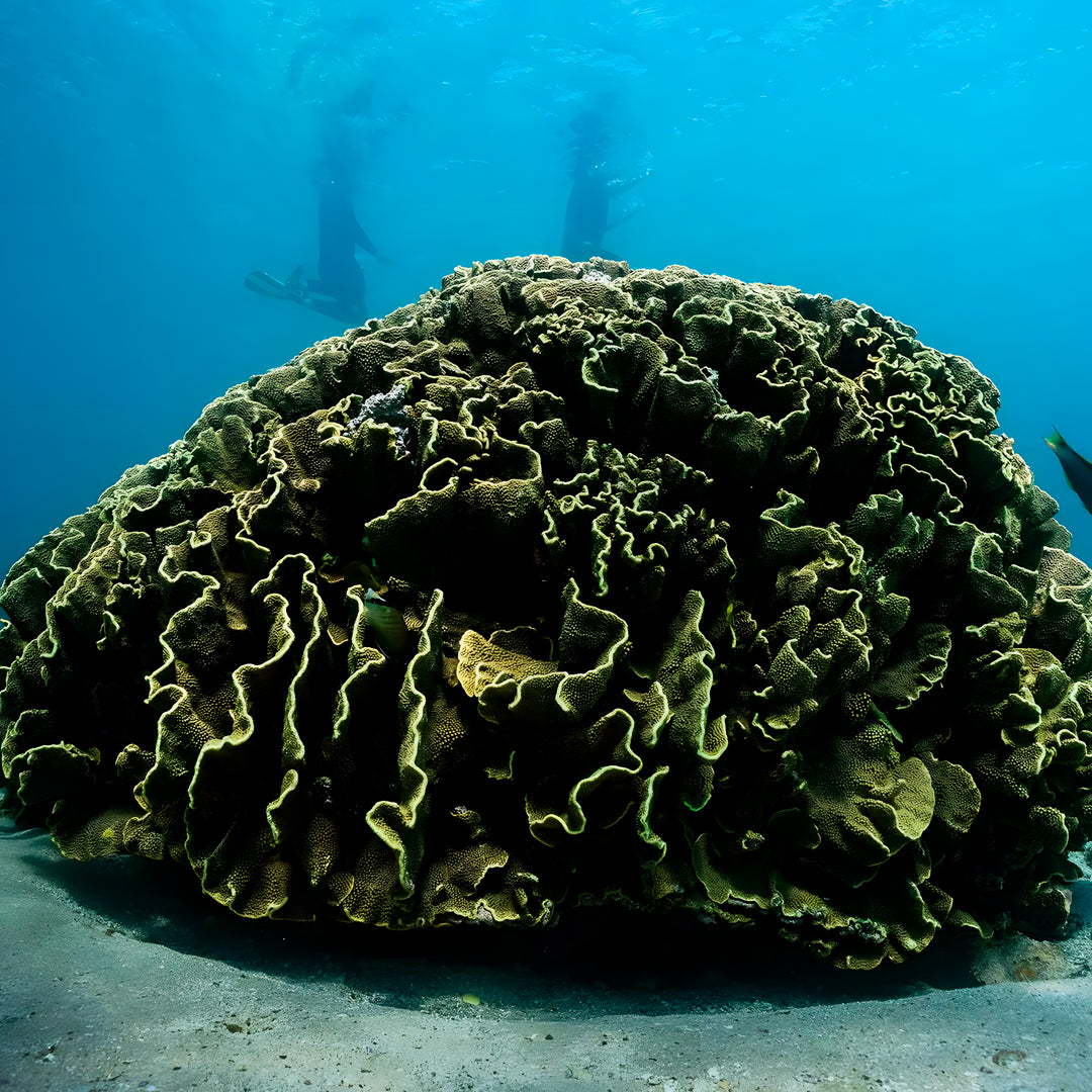 Shark Bay Scuba Diving Fun Dive