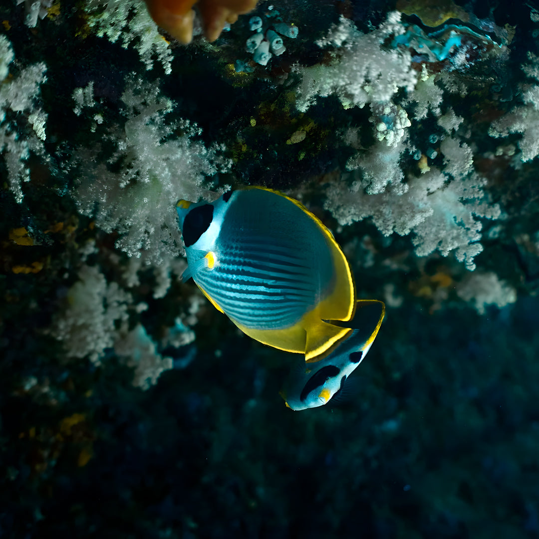 Shark Lagoon Scuba Diving Fun Dive