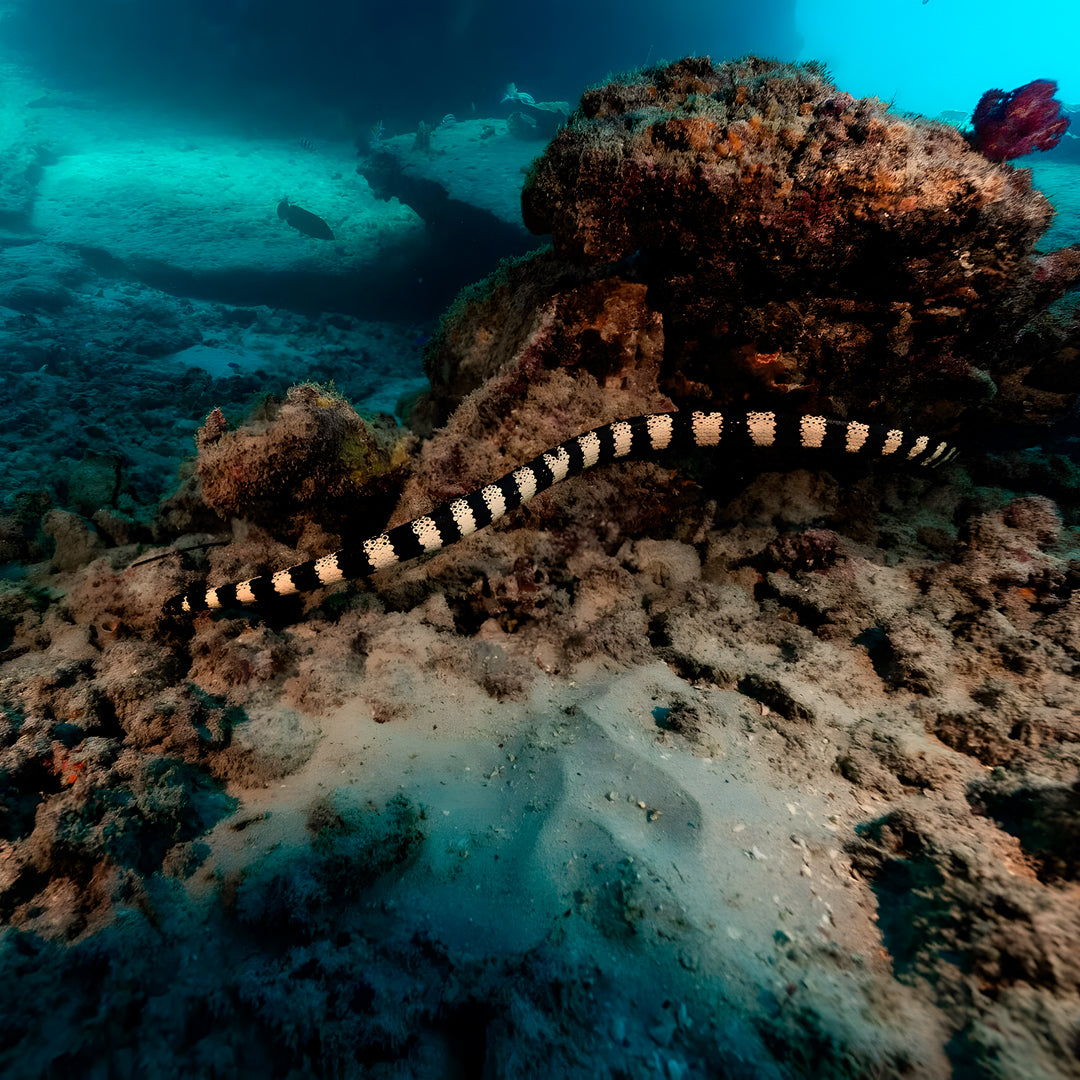 Shark Lagoon Scuba Diving Fun Dive