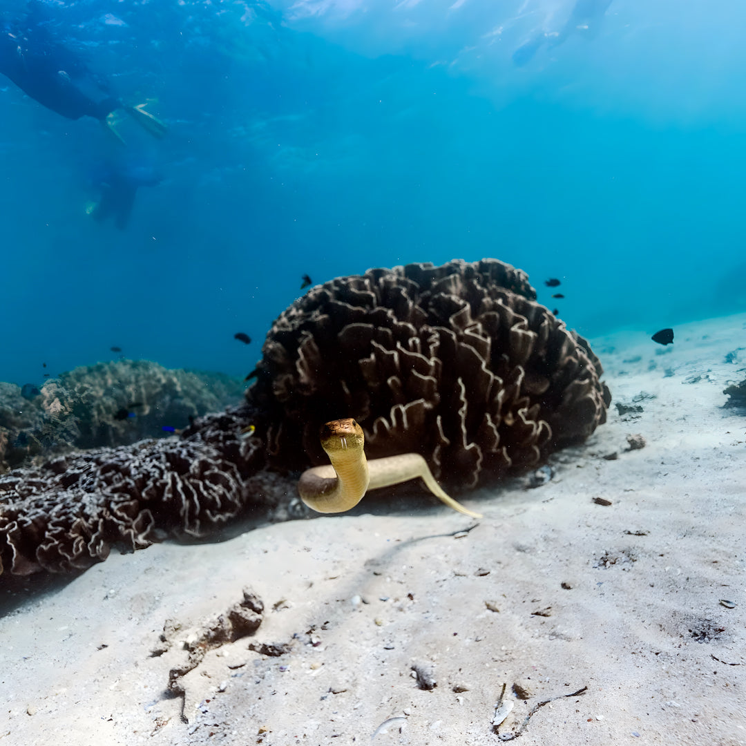 Shark Lagoon Scuba Diving Fun Dive