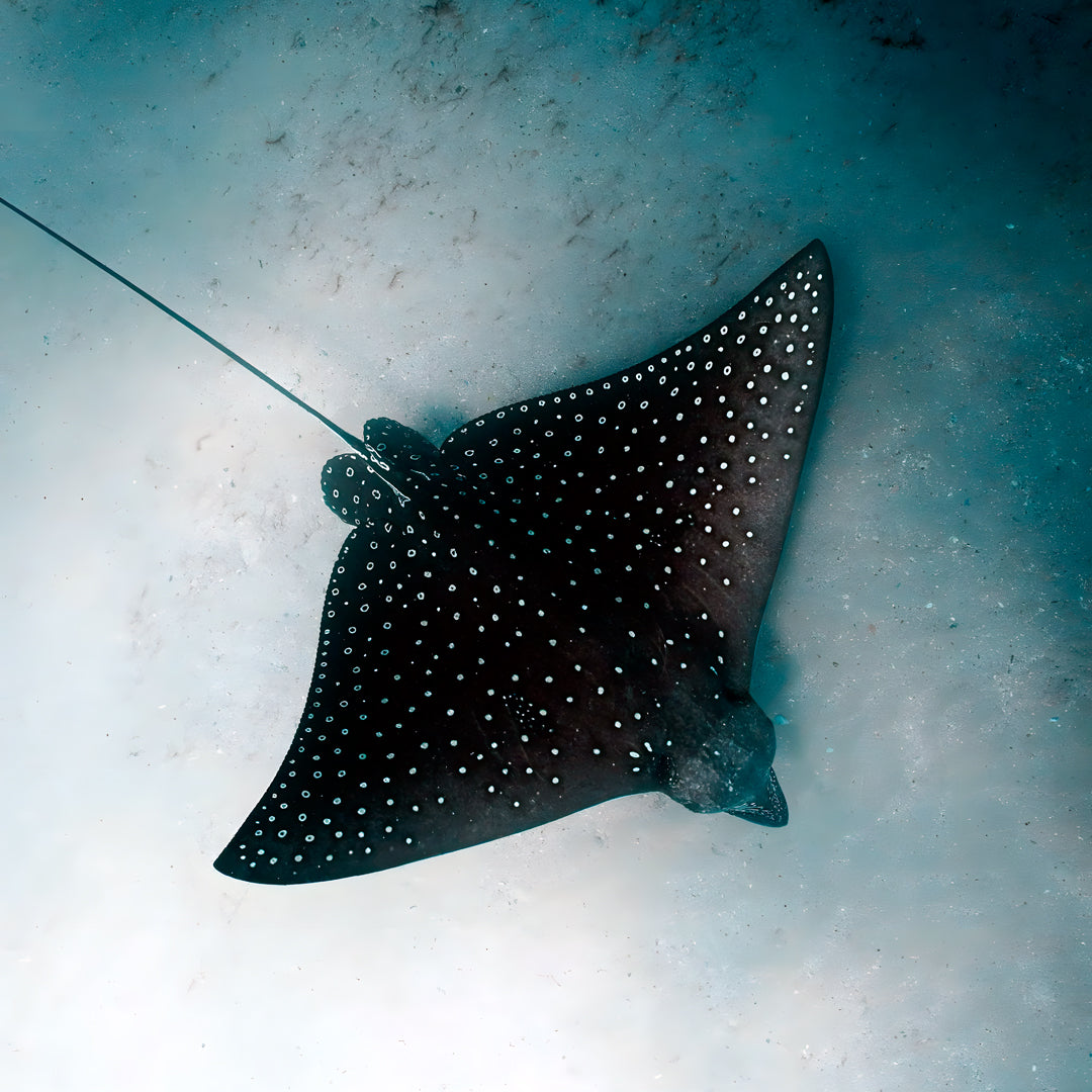 Shark Lagoon Scuba Diving Fun Dive