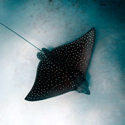 Shark Lagoon Scuba Diving Fun Dive