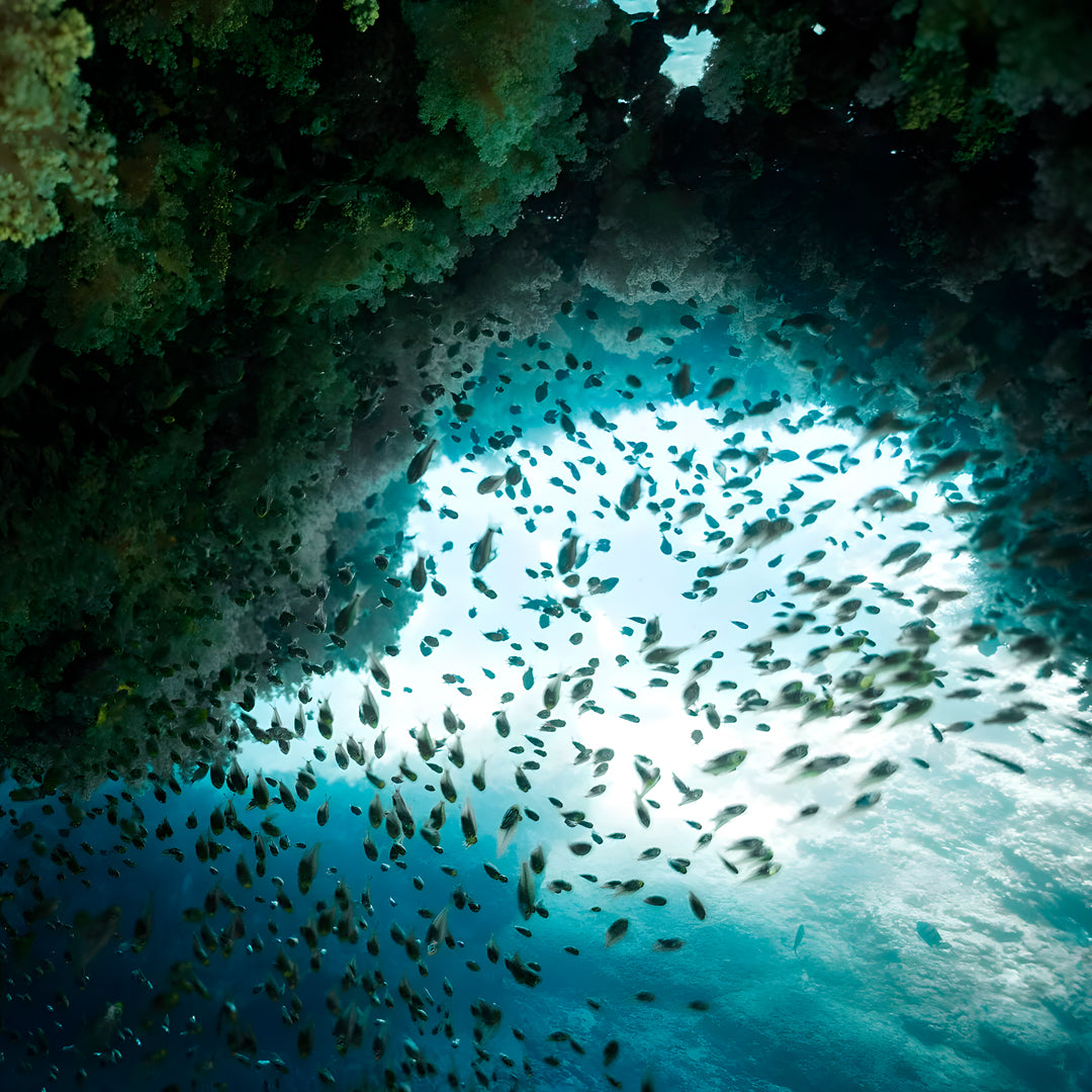 Shark Lagoon Scuba Diving Fun Dive