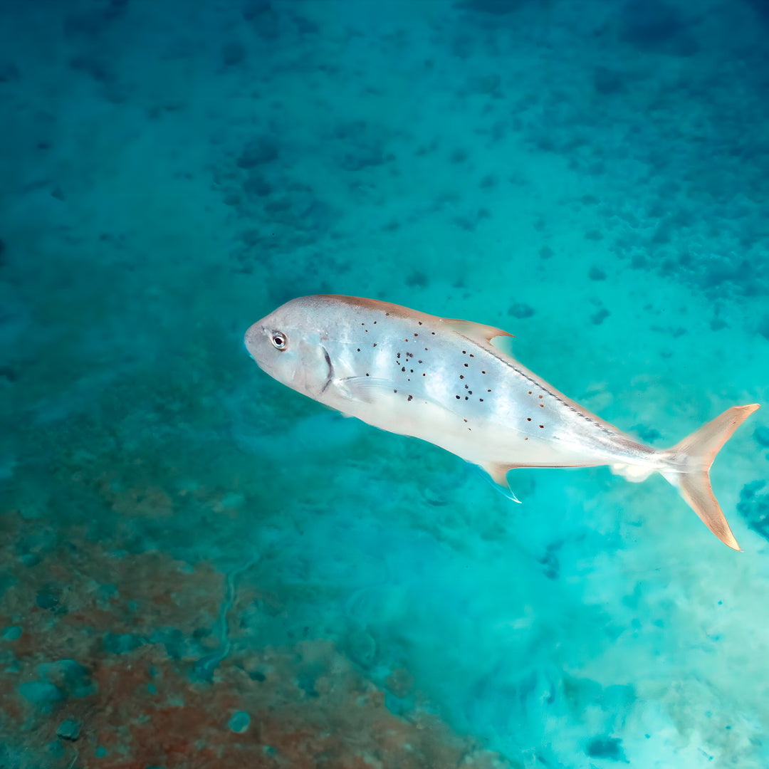 Shark Lagoon Scuba Diving Fun Dive
