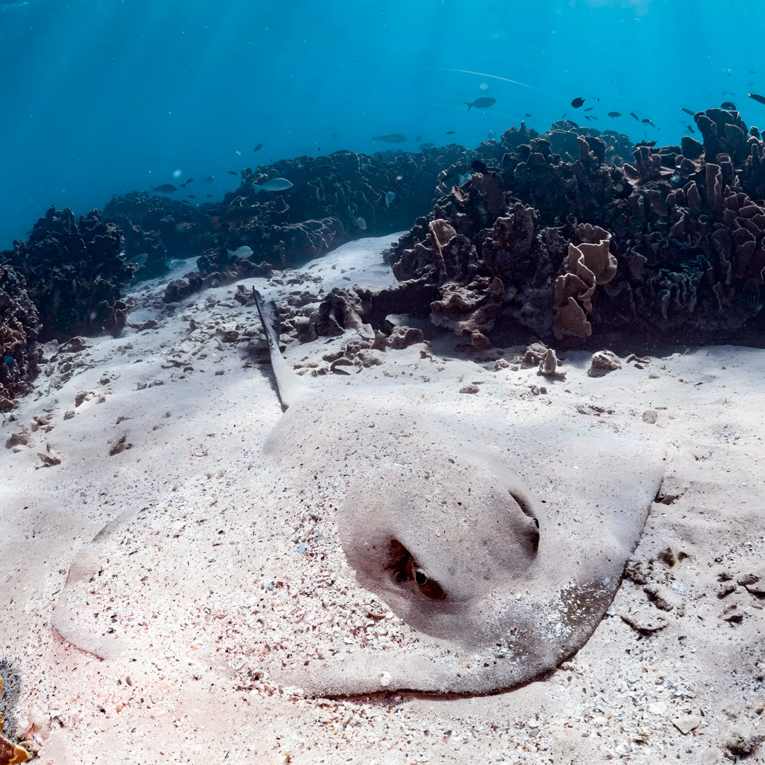 Shark Lagoon Scuba Diving Fun Dive