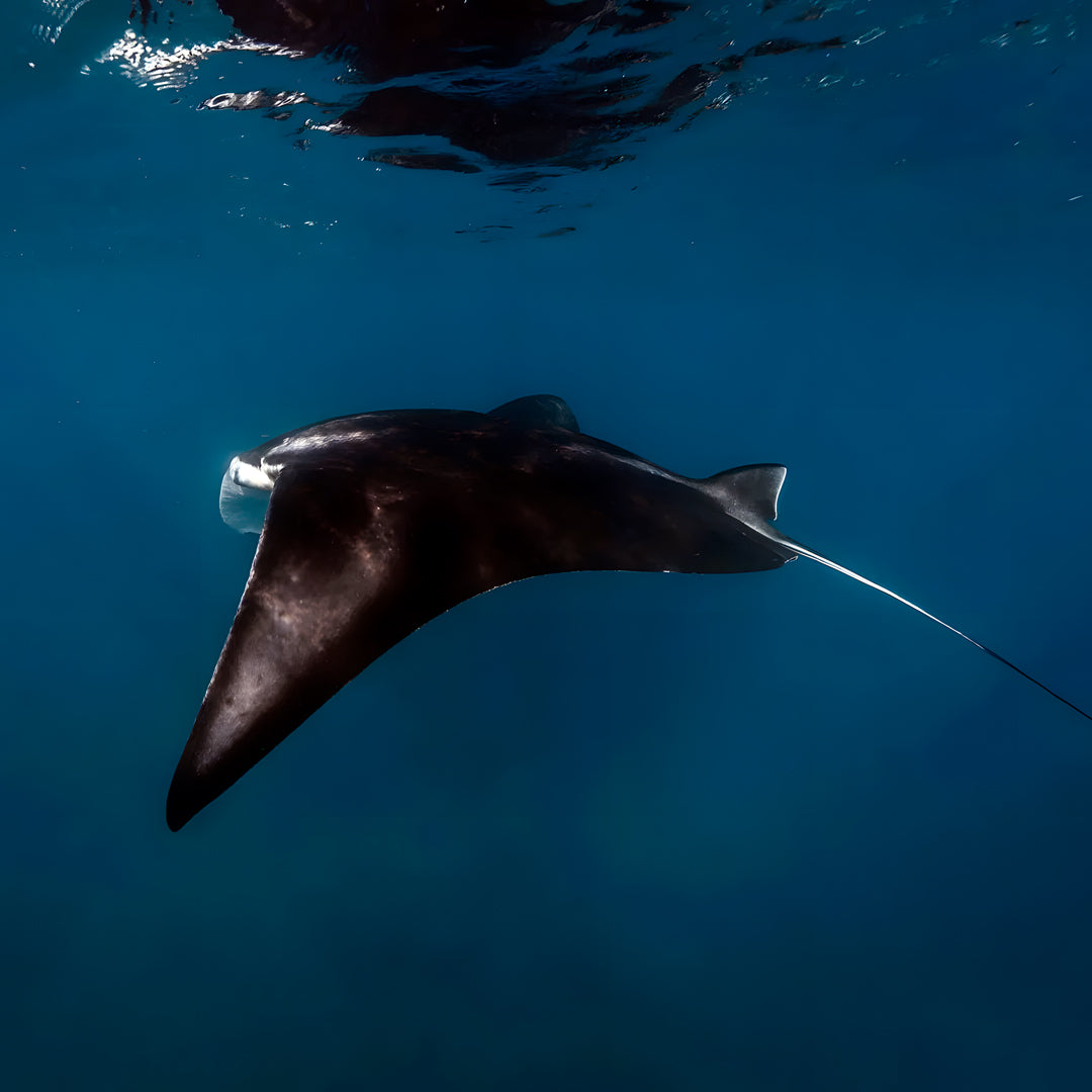 Shark Lagoon Scuba Diving Fun Dive
