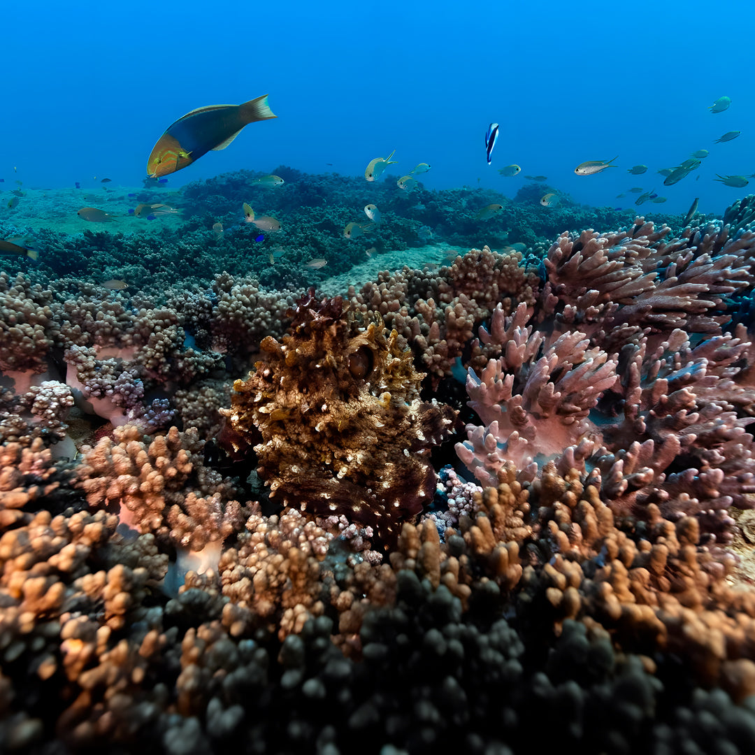 Shark Lagoon Scuba Diving Fun Dive