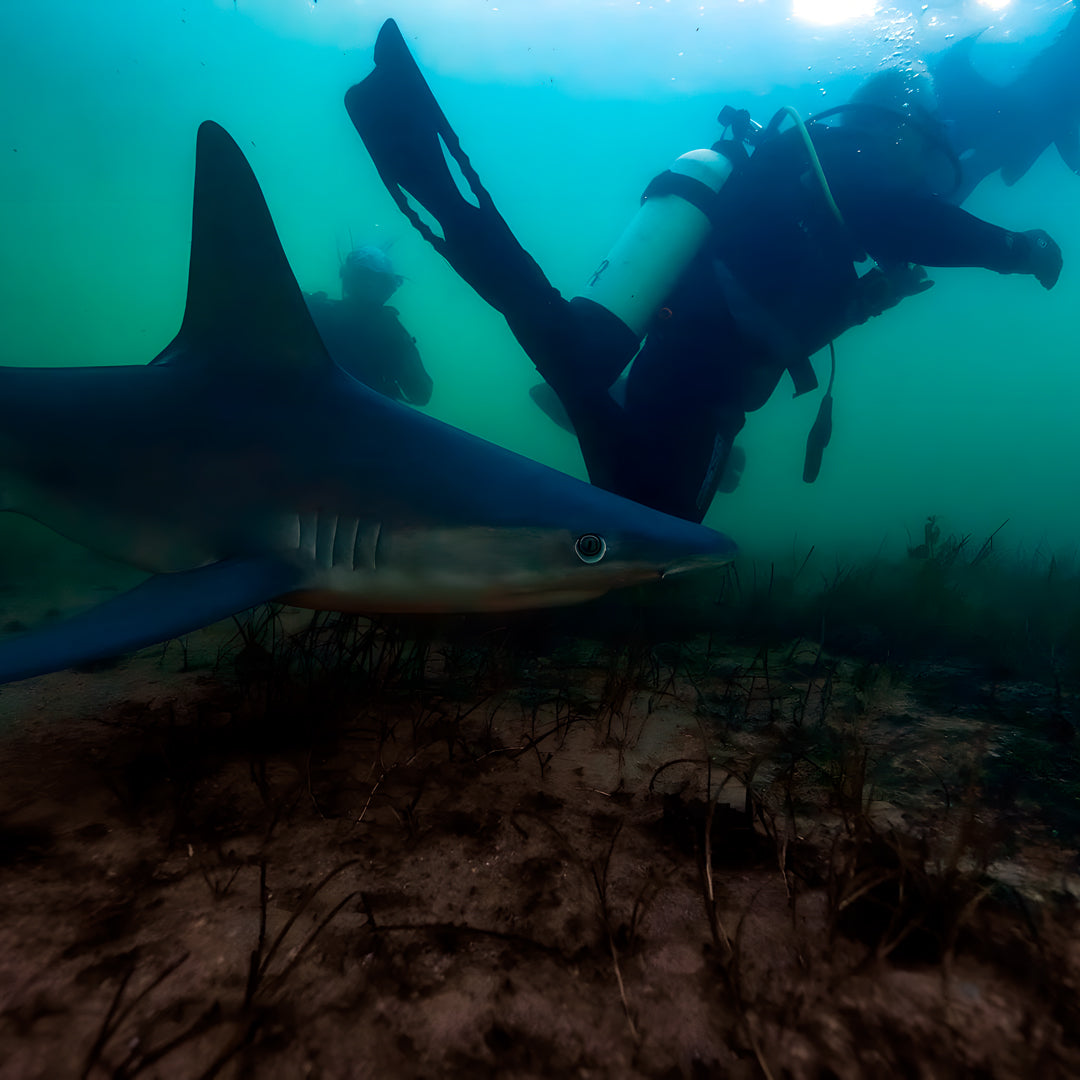 Shark Bay Scuba Diving Fun Dive