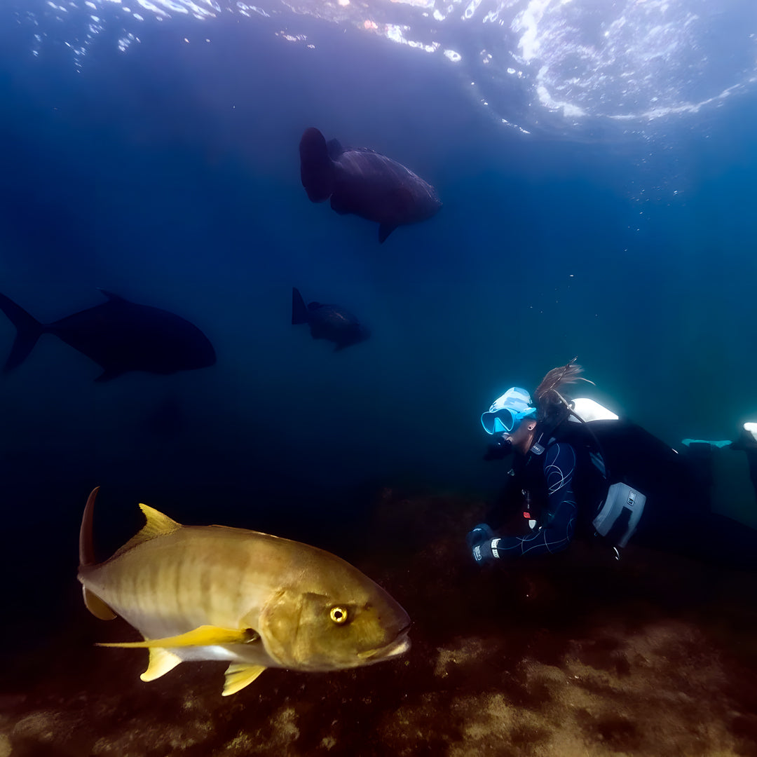 Steep Point Marine Safari Activity