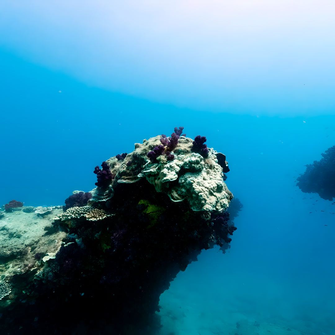 Steep Point Marine Safari Activity
