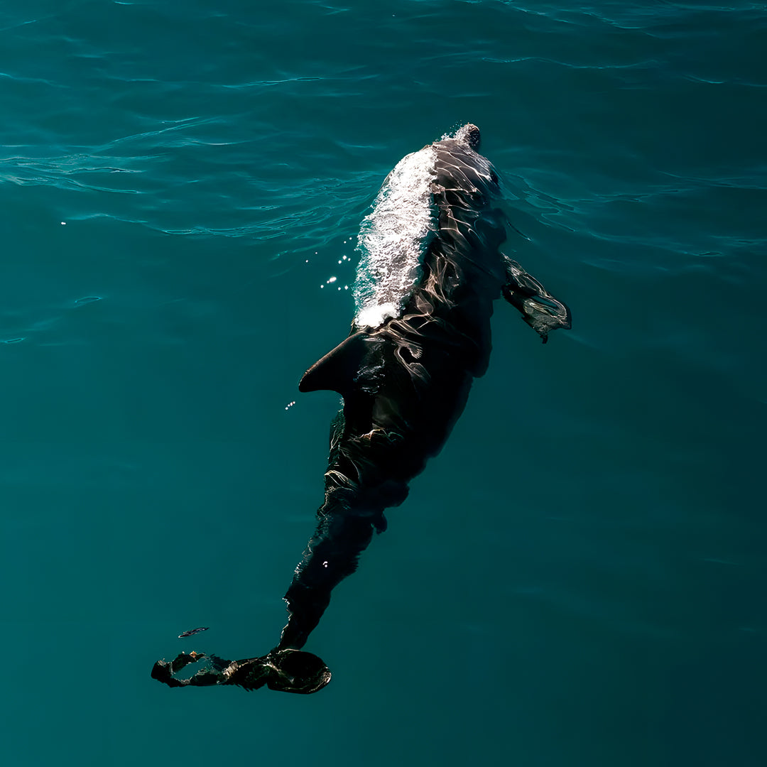 Shark Bay Scuba Diving Fun Dive