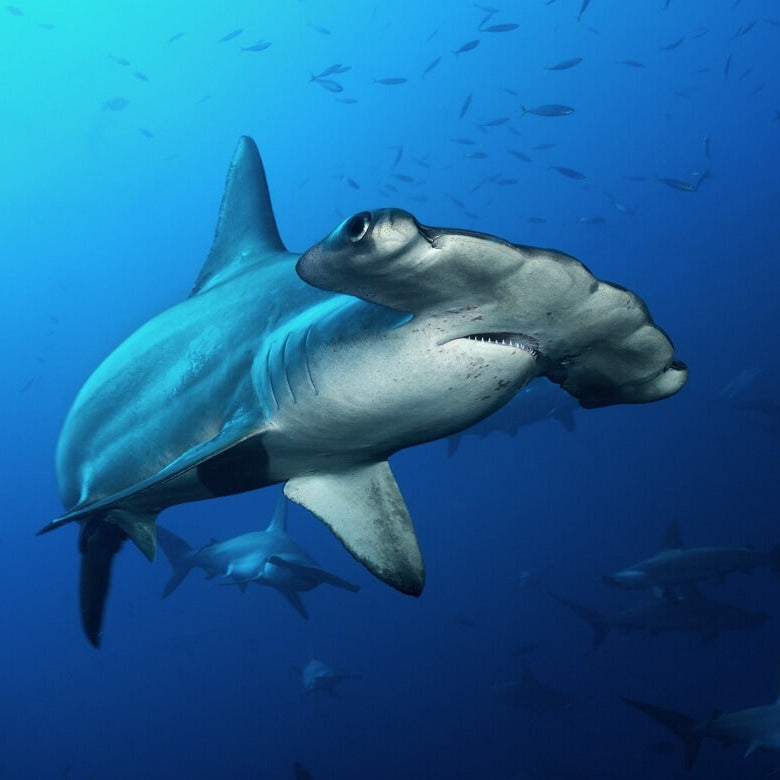 Cocos Island Advanced Scuba Diving Liveaboard