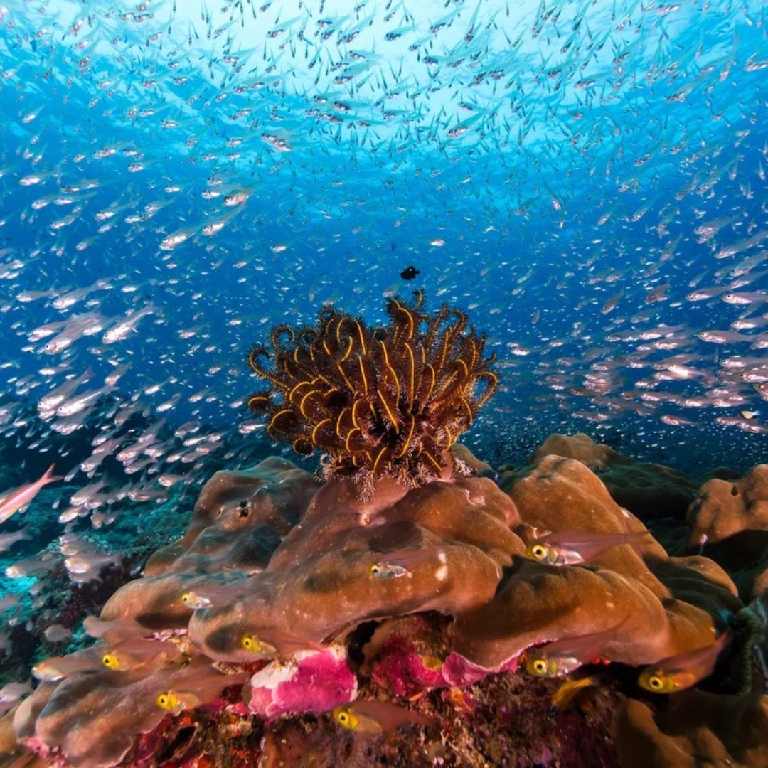 Similan Islands Scuba Diving Liveaboard