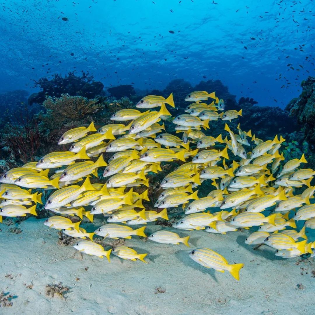 Similan Islands Scuba Diving Liveaboard