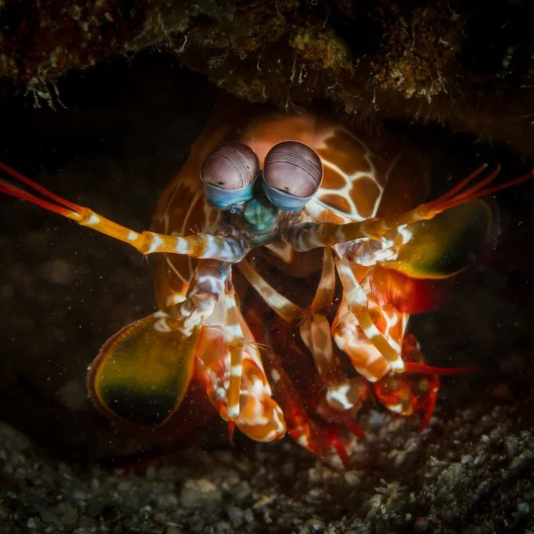 Similan Islands Scuba Diving Liveaboard