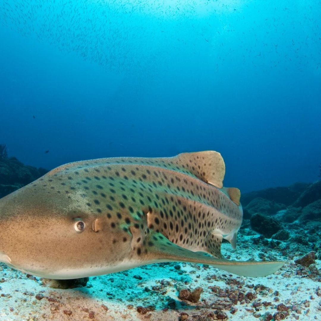 Similan Islands Scuba Diving Liveaboard
