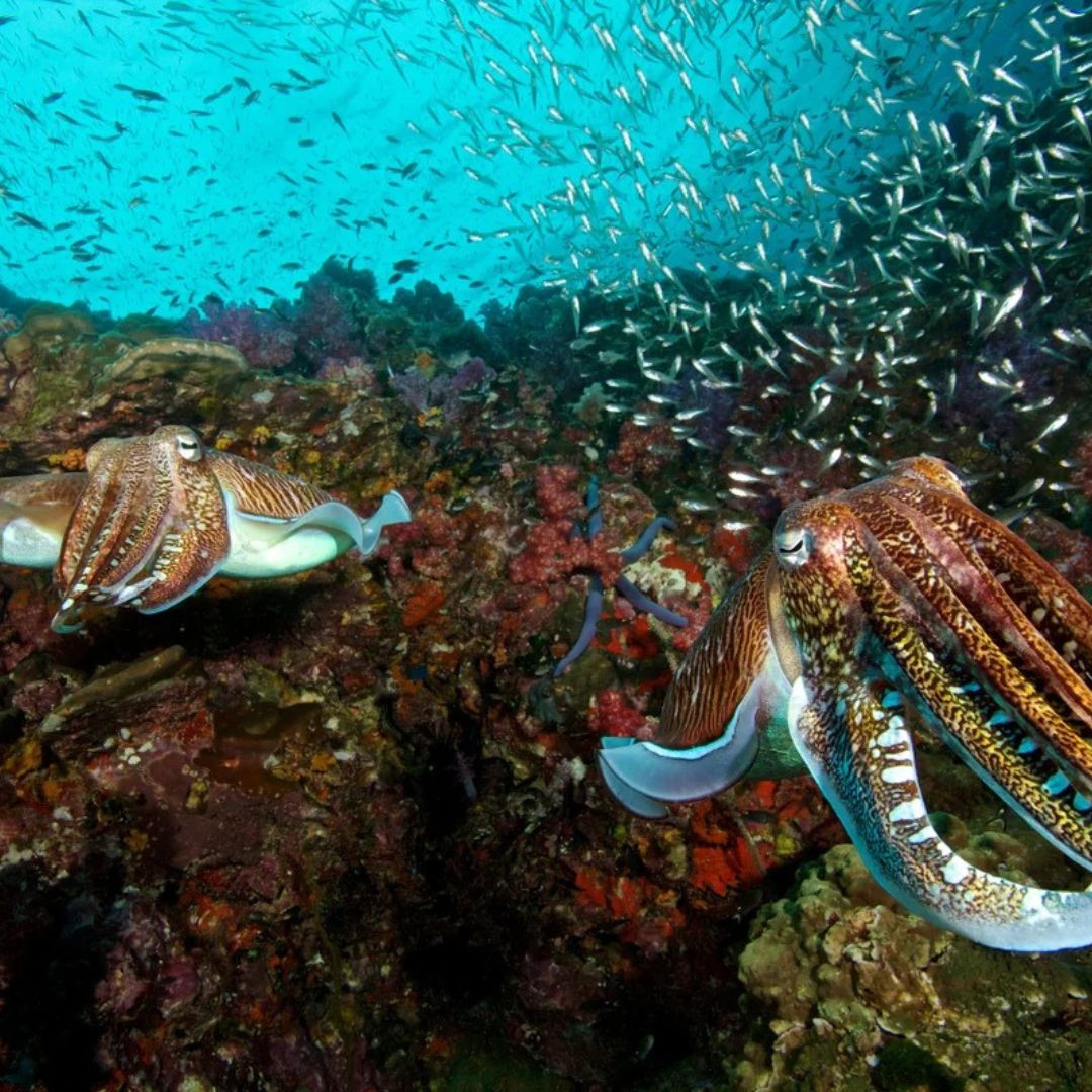 Similan Islands Scuba Diving Liveaboard