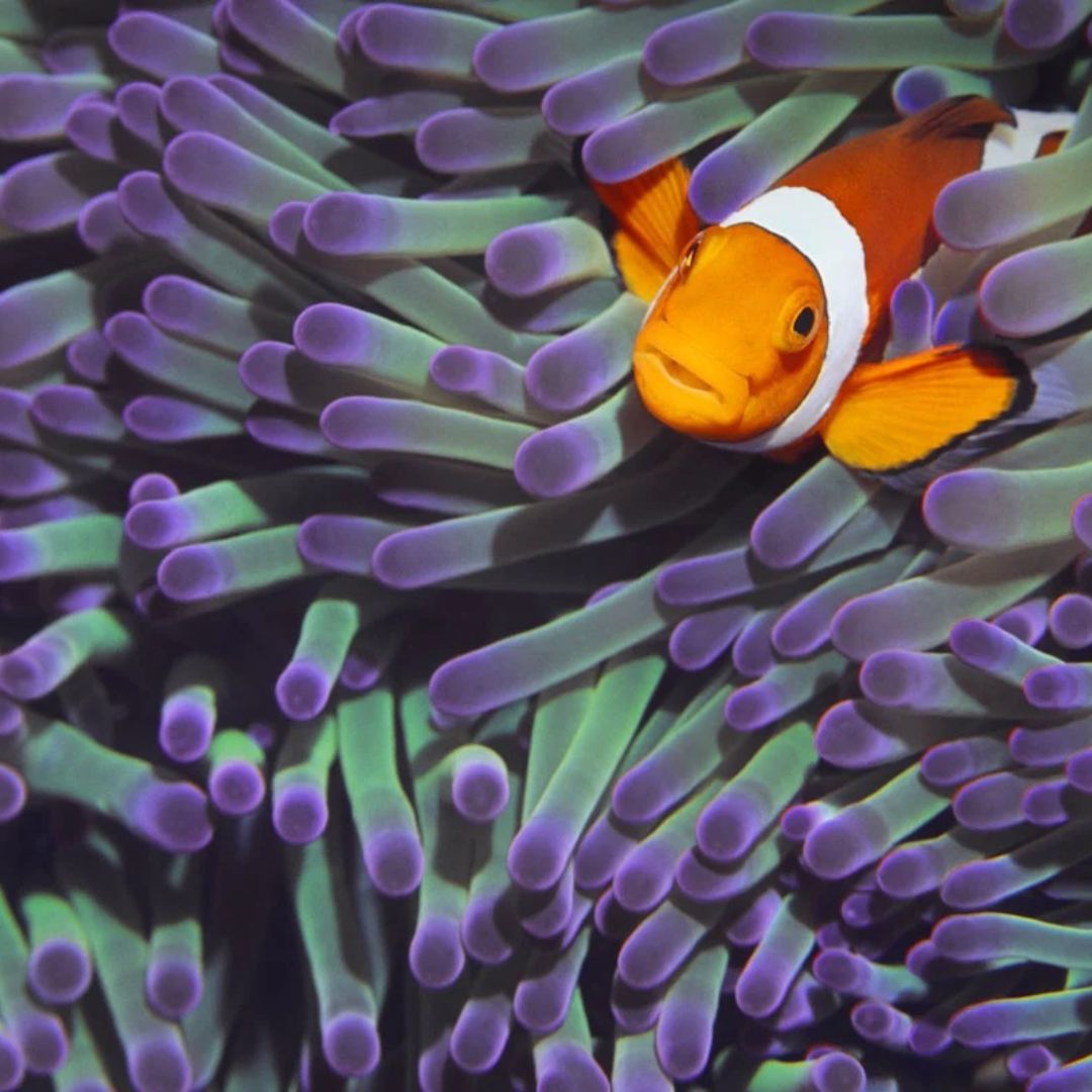 Similan Islands Scuba Diving Liveaboard