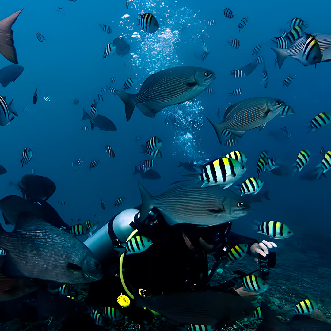 Raja Ampat Underwater Adventure Liveaboard