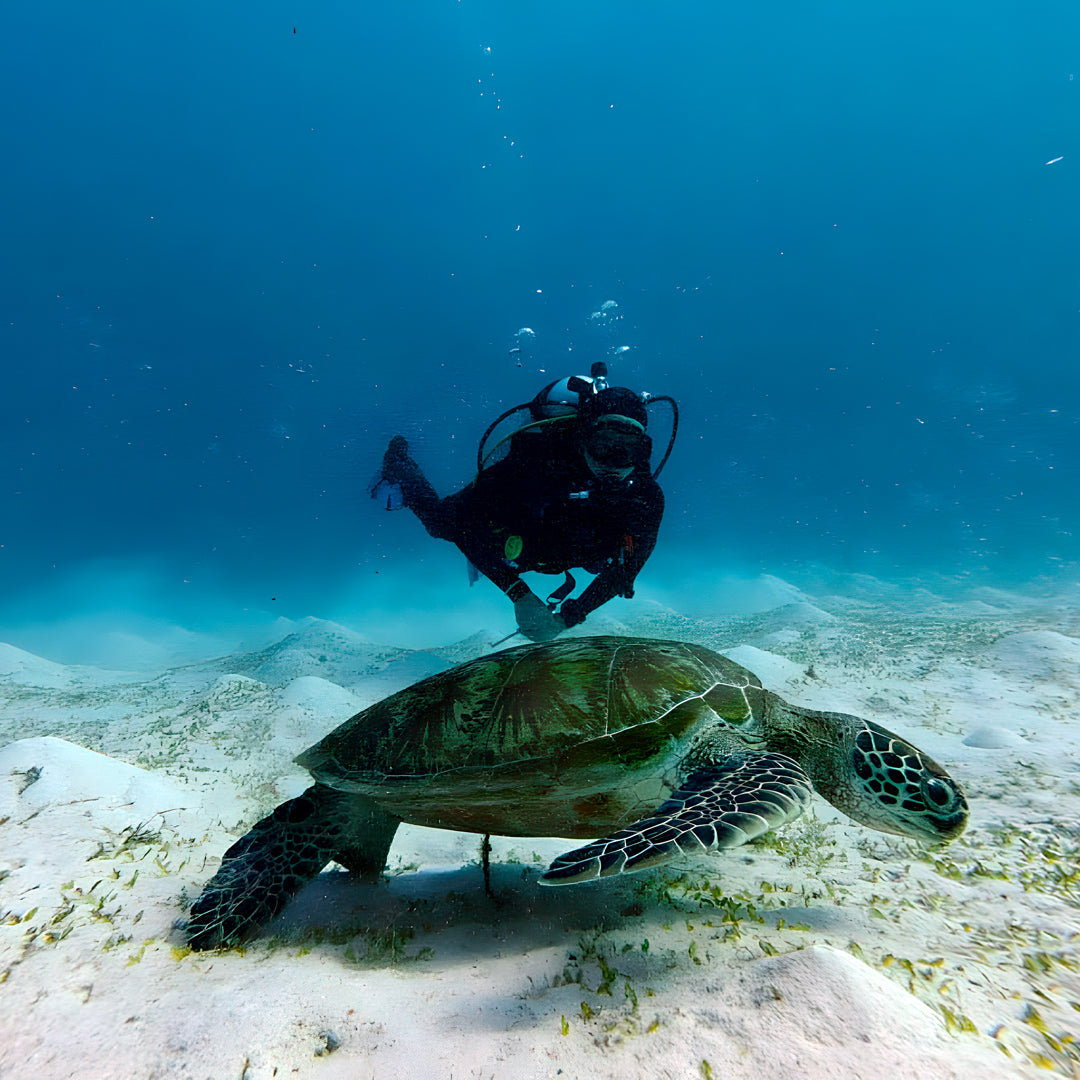 Raja Ampat Underwater Adventure Liveaboard