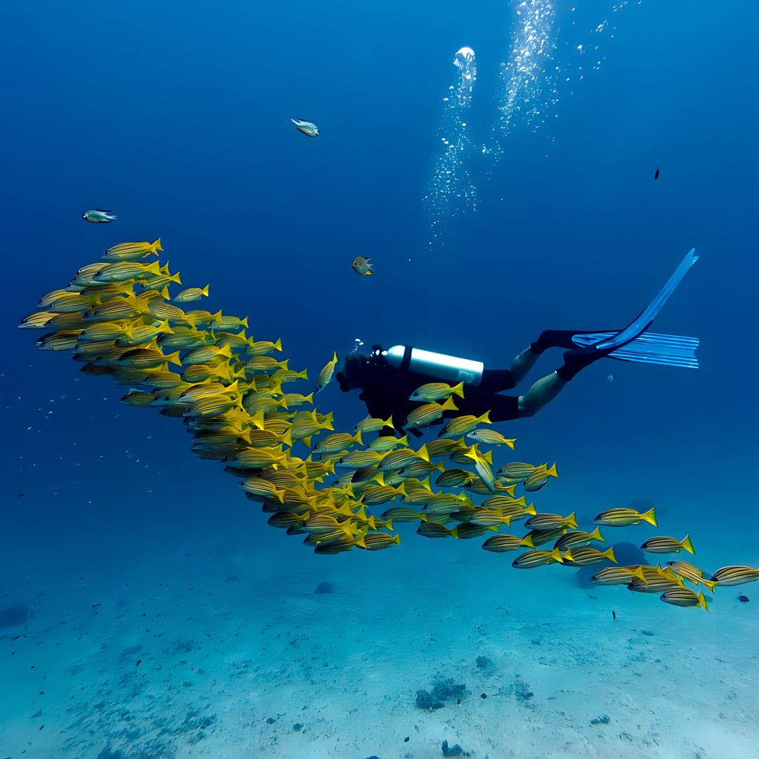 Raja Ampat Underwater Adventure Liveaboard