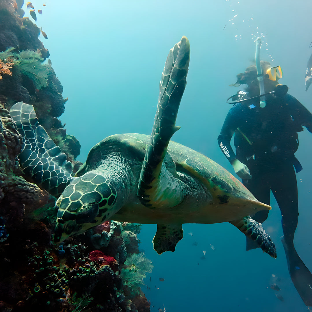 Raja Ampat Underwater Adventure Liveaboard