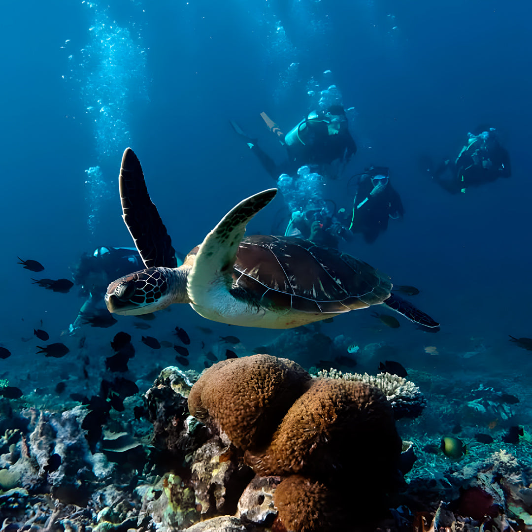 Komodo Islands Manta Ray Liveaboard
