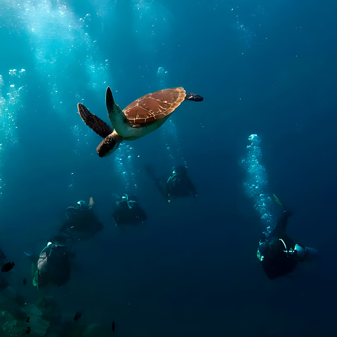 Raja Ampat Underwater Adventure Liveaboard
