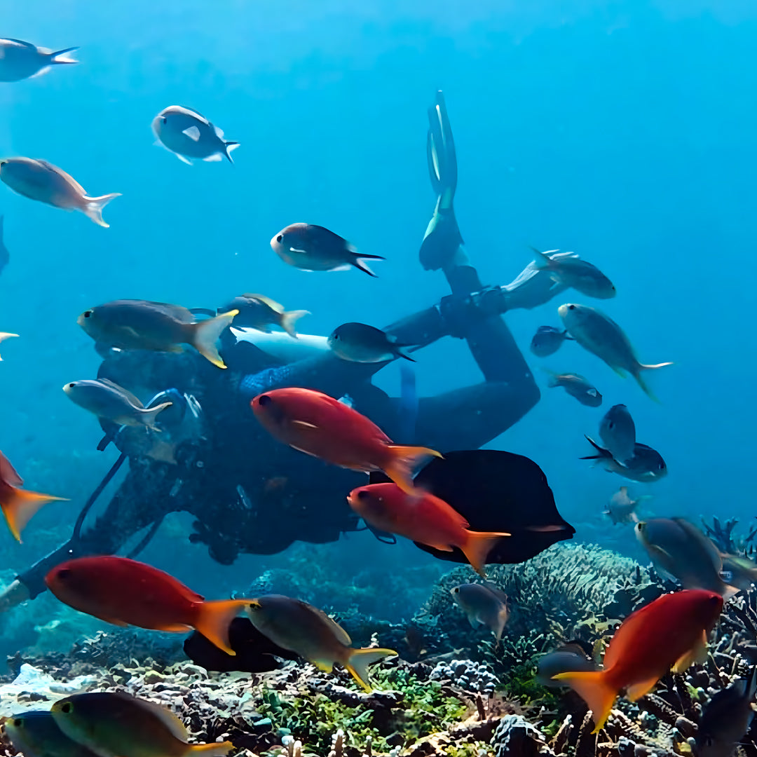 Komodo Islands Manta Ray Liveaboard