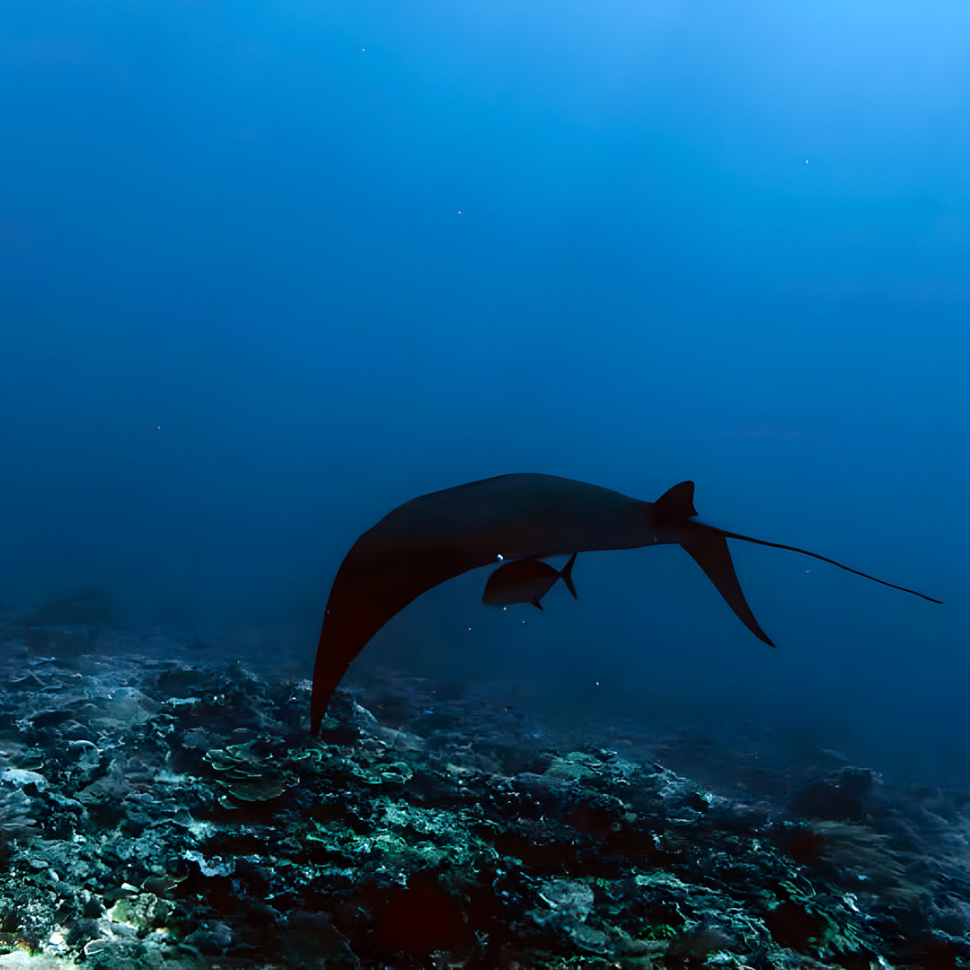 Komodo Islands Manta Ray Liveaboard