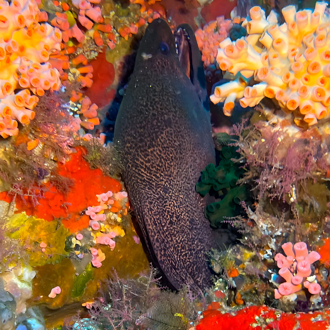 Komodo Islands Manta Ray Liveaboard